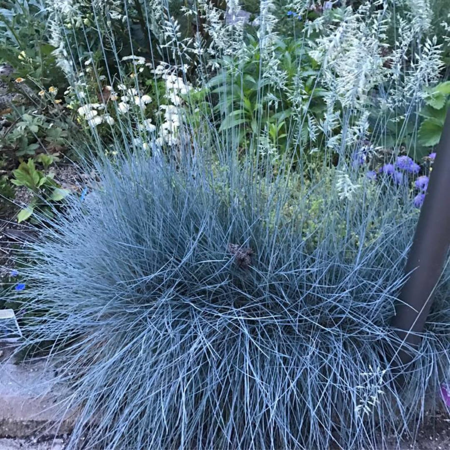 2 Oranmental Blue Fescue Grass Live Plants, Perennial Growing, Grass Live Plant in 4" Pot, Outdoor Gardening Decor, Fast-Growing