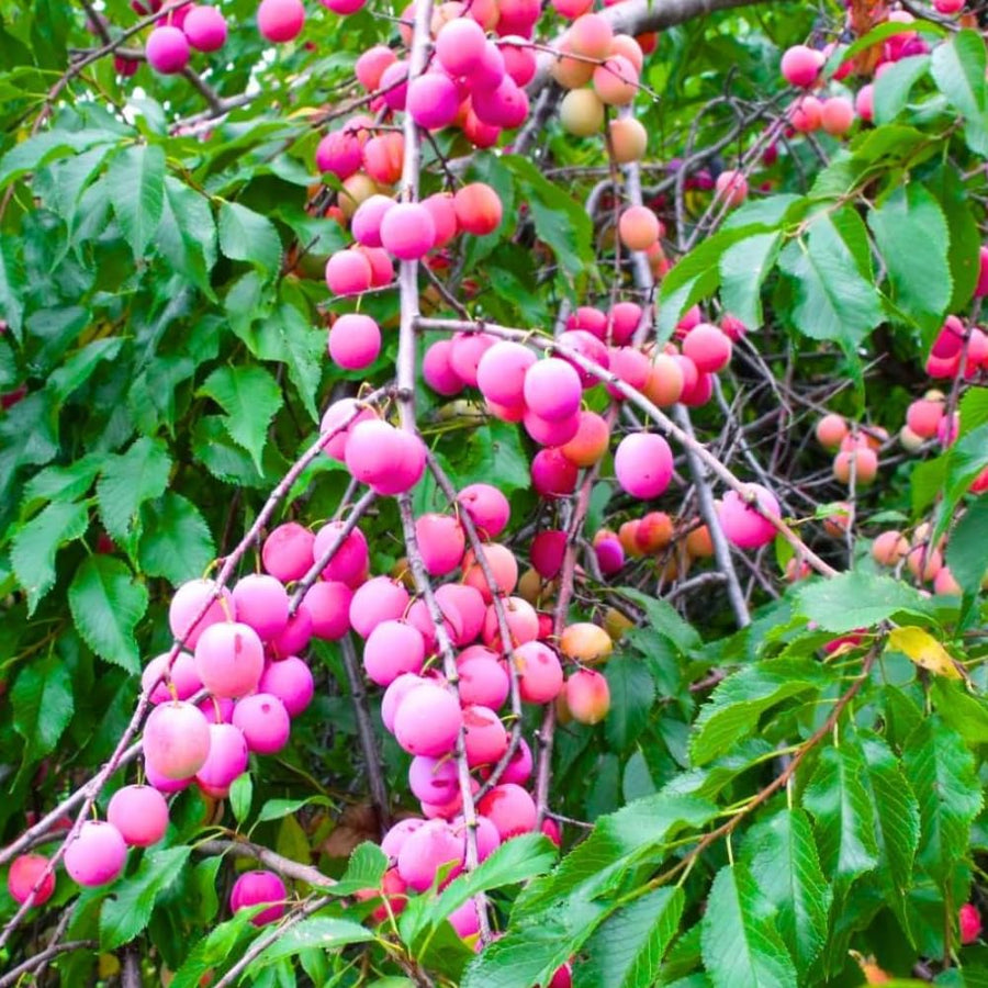 Set 2 American Plum Trees Live Plants, 18-24 Inch Tall, Bareroots, Cold Hardy Chickasaw Plum Plants Live for Planting, Dormant