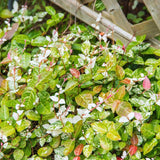 2 Pink White Jasmine Plants Live, Blooming Jasmine Live Plants from 3 Inches Tall, Live Snow Jasmine Plants Well Rooted