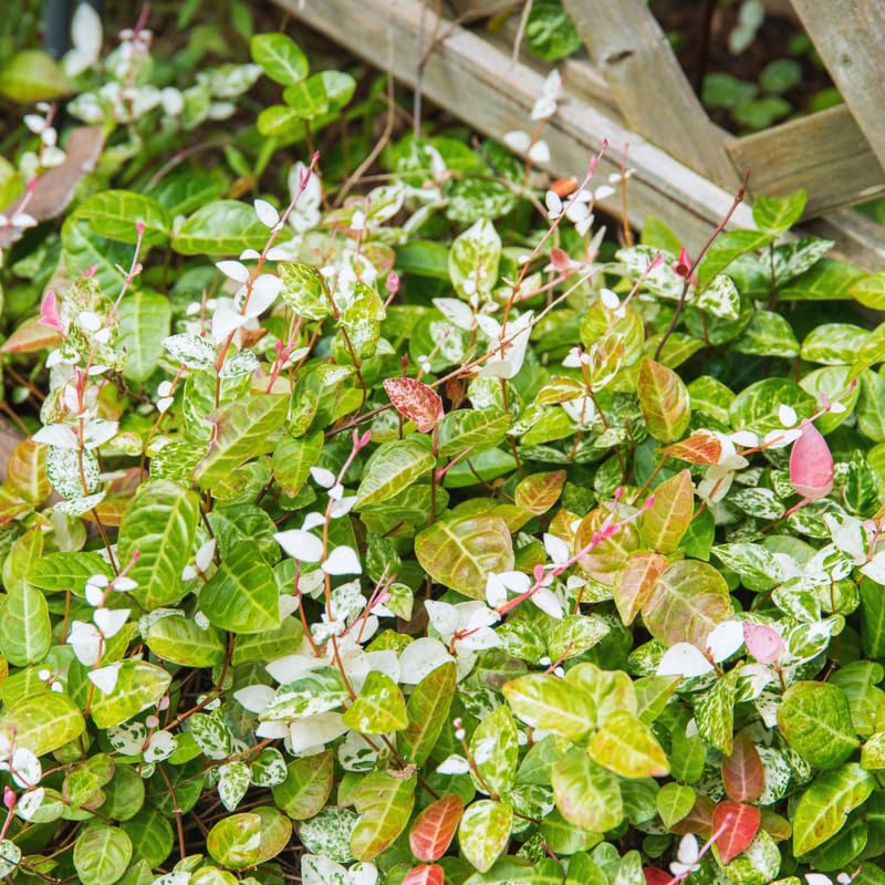 2 Pink White Jasmine Plants Live, Blooming Jasmine Live Plants from 3 Inches Tall, Live Snow Jasmine Plants Well Rooted
