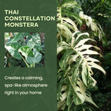 Thai Constellation Philodendron Live Plants, Philodendrons Plants Size 5-9 Inc for Indoor Houseplant Décor, Ornamental Tropical Well-Rooted