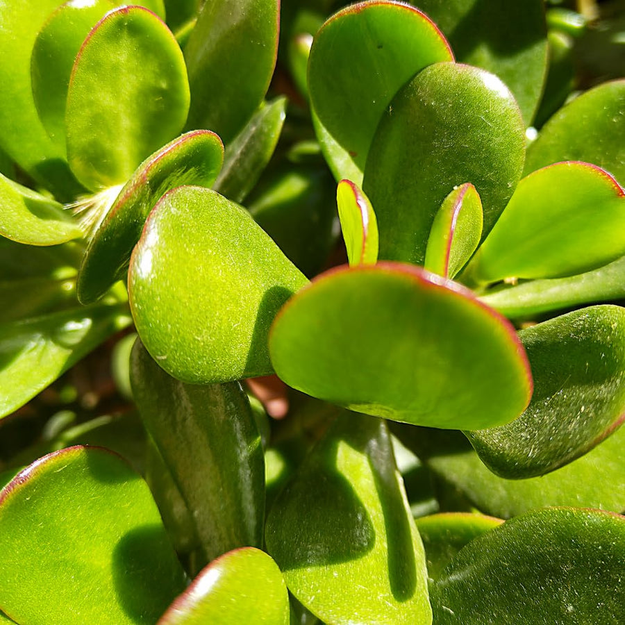 Jade Plant, Crassula Ovata Jade Succulent Plants Live, Succulent Indoor Houseplant, 3-5 Inches Tall in 2 Inch Pot for Growing