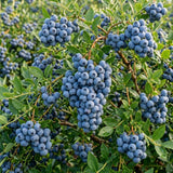 Blueberry Plant Live for Planting, Highbush Blueberry Plant, Well Rooted, 6-8 Inc Tall, Berry Shrub for Edible Gardens or Landscapes