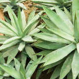 Live Green Agave Plant, Agave Succulent, Hardy Ornamental Cactus, 8 Inches Tall, 4Inch Pot, Ready for Planting