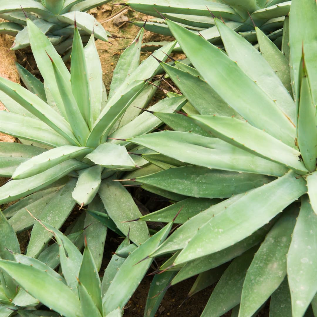 Live Green Agave Plant, Agave Succulent, Hardy Ornamental Cactus, 8 Inches Tall, 4Inch Pot, Ready for Planting