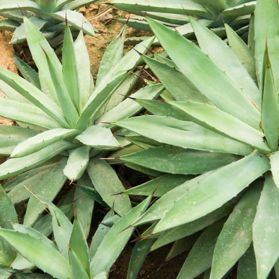 Live Green Agave Plant, Agave Succulent, Hardy Ornamental Cactus, 8 Inches Tall, 4Inch Pot, Ready for Planting