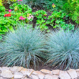 Blue Fescue Grass Plants Live, Ornamental Grass for Outdoor Landscaping and Containers, in 4" Pot