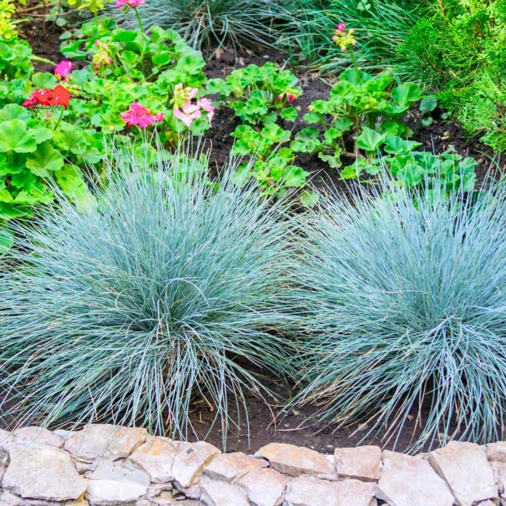 Blue Fescue Grass Plants Live, in 4" Pot, Hardy Ornamental Perennial Grass for Garden Borders