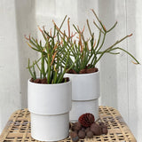 Medium Euphorbia Pencil Cutting Live, Cactus Succulent Cutting Plant Live, Indoor Outdoor Landscape