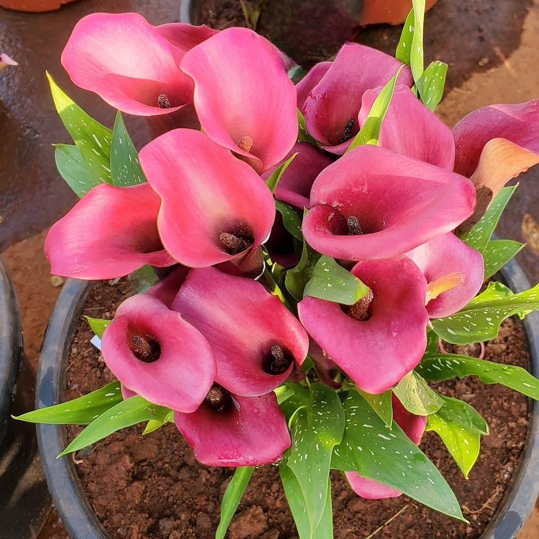 Set 3 Pink Calla Lily Bulbs for Outdoor Planting, Calla Lily Bulbs for Planting, Ornamental Flower Bulbs for Growing