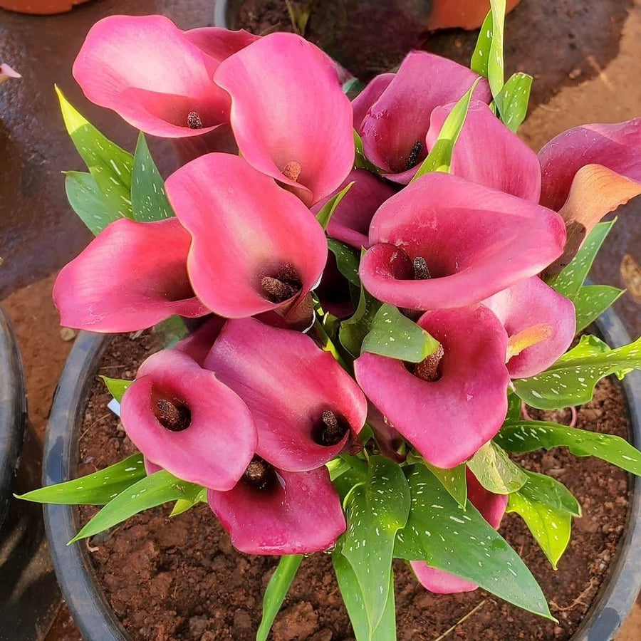 Set 3 Pink Calla Lily Bulbs for Outdoor Planting, Calla Lily Bulbs for Planting, Ornamental Flower Bulbs for Growing