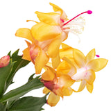 Yellow Christmas Cactus Plants Live, 4 to 6 Inch Tall Live Christmas Cactus Bare Roots, Perennial Well Rooted Flower Plants, Holiday Houseplant, No Pot