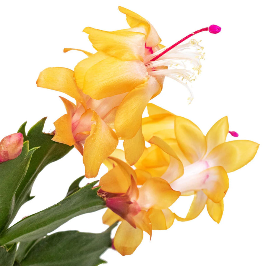 Yellow Christmas Cactus Plants Live, 4 to 6 Inch Tall Live Christmas Cactus Bare Roots, Perennial Well Rooted Flower Plants, Holiday Houseplant, No Pot