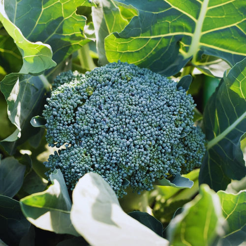2 Broccoli Plants Live, Live Broccoli Plant Growing Indoor and Outdoor Garden, 4 Inc Pot, 4 to 6 Inc Tall Live Plant Vegetable Plant Live