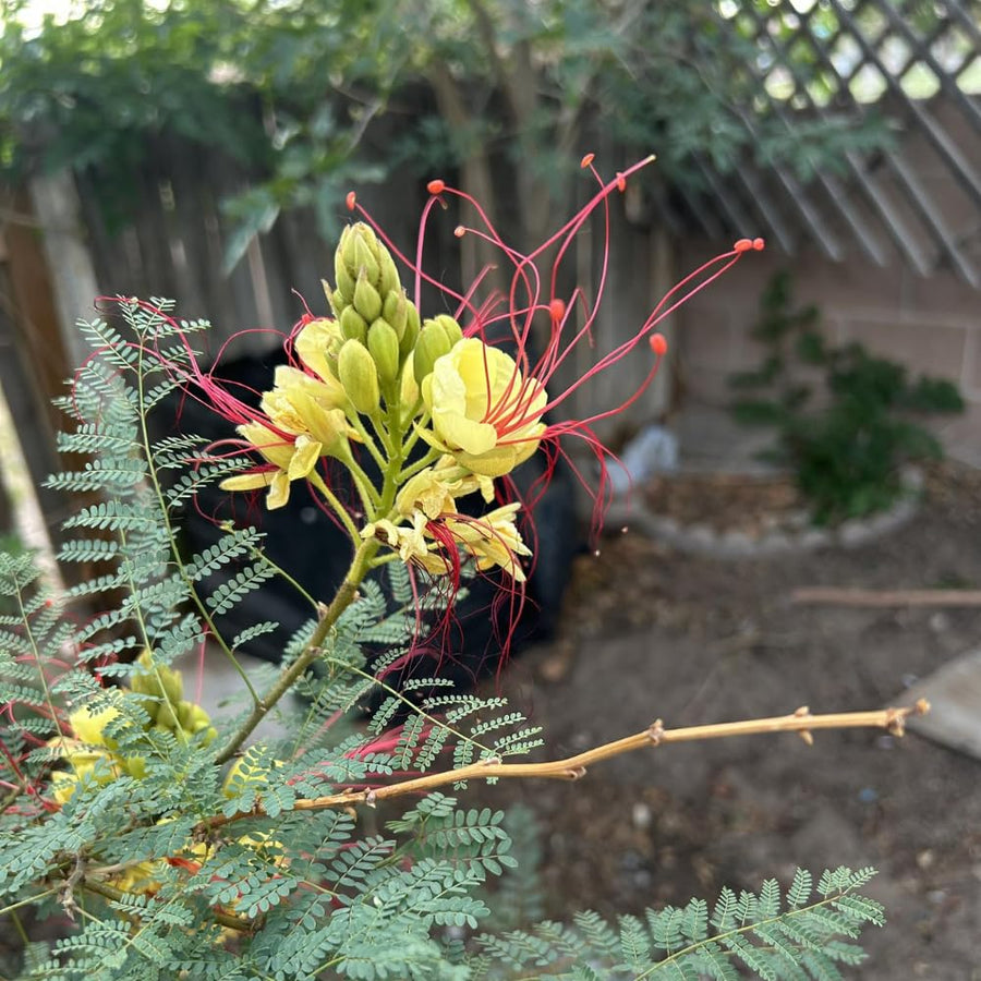 Yellow Mexican Bird of Paradise Plant Live, 5-6'' Tall, Yellow Pride of Barbados Tree, Bird of Paradise for Outdoor Planting, Well-Rooted