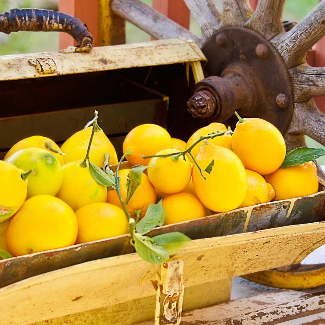 Live Lemon Tree Plant, Lemon Fruit Plant, Tropical Fruit Tree in 4 Inch Pot for Indoor or Outdoor Growing