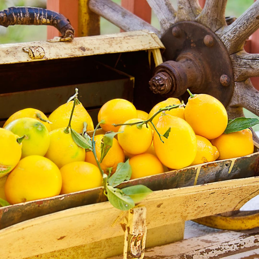 Live Lemon Tree Plant, Lemon Fruit Plant, Tropical Fruit Tree in 4 Inch Pot for Indoor or Outdoor Growing