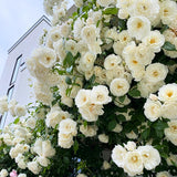 Climbing Rose Bushes Ready to Plant, Well-Rooted, Hardy Roses Tree 5 to 10 Inc Tall, Fragrant, Outdoor Planting (Red)