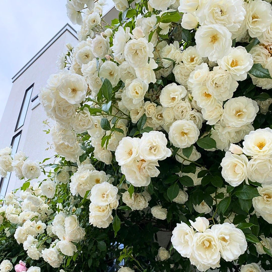 Climbing Rose Bushes Ready to Plant, Well-Rooted, Hardy Roses Tree 5 to 10 Inc Tall, Fragrant, Outdoor Planting (Red)