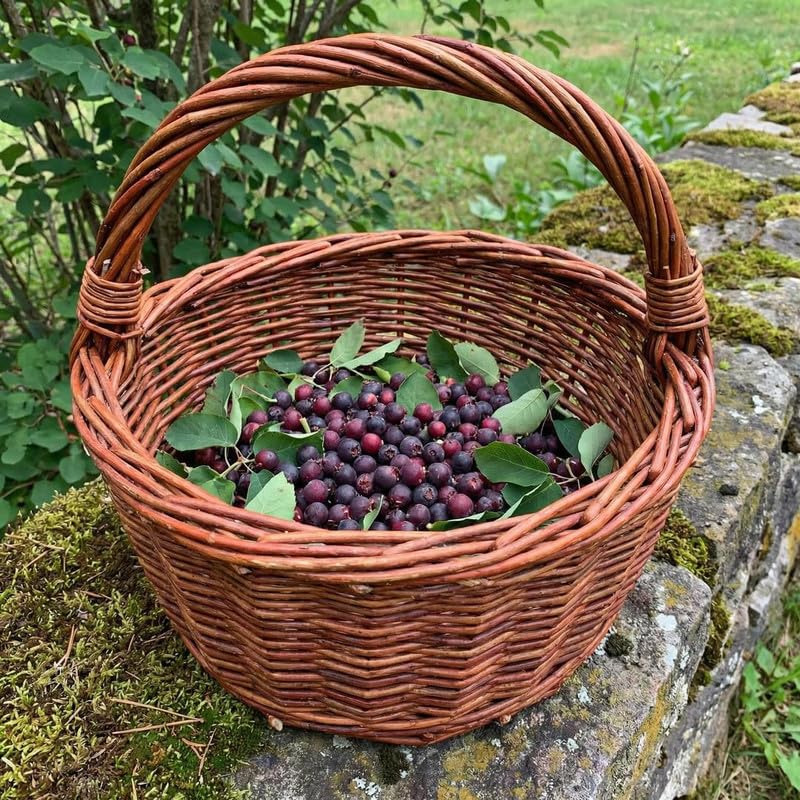 Set 2 Serviceberry Trees Live Plants, 2 Years-Old Live Berry Tree Shrub for Garden Planting, 14-16'' Tall, Hardy Outdoor Plant