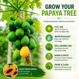 Dwarf Red Papaya Tree Live Plant 8-12 Inches, Sweet Papaya Plant Starter in Half Gal Pot, Ready to Grow, Outdoor Garden Planting