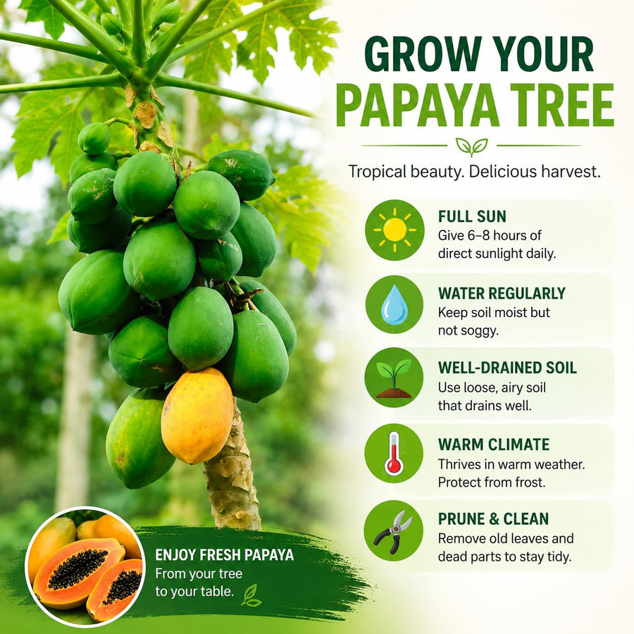 Dwarf Red Papaya Tree Live Plant 8-12 Inches, Sweet Papaya Plant Starter in Half Gal Pot, Ready to Grow, Outdoor Garden Planting