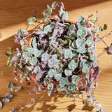 String of Hearts Plant Live, Ceropegia Woodii Variegata, in 4" Pot, Rare Trailing Succulent Vine for Indoor Hanging Pots (Variegated String of Hearts Plant)