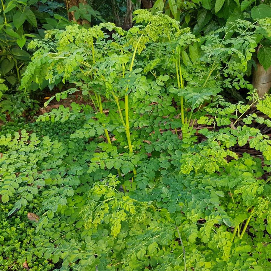 Moringa Oleifera Tree Live Plant, Malunggay Plant Live, 1 Gallon Pot, Moringa Tree Plant Live, Drumstick Malunggay, 10-14" Tall
