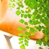 20 Roots of Maidenhair Fern, Fern Plants Live, Live Fern Plants, Fern Plant Seedlings, Fern Rhizomes for Planting, 20 Roots