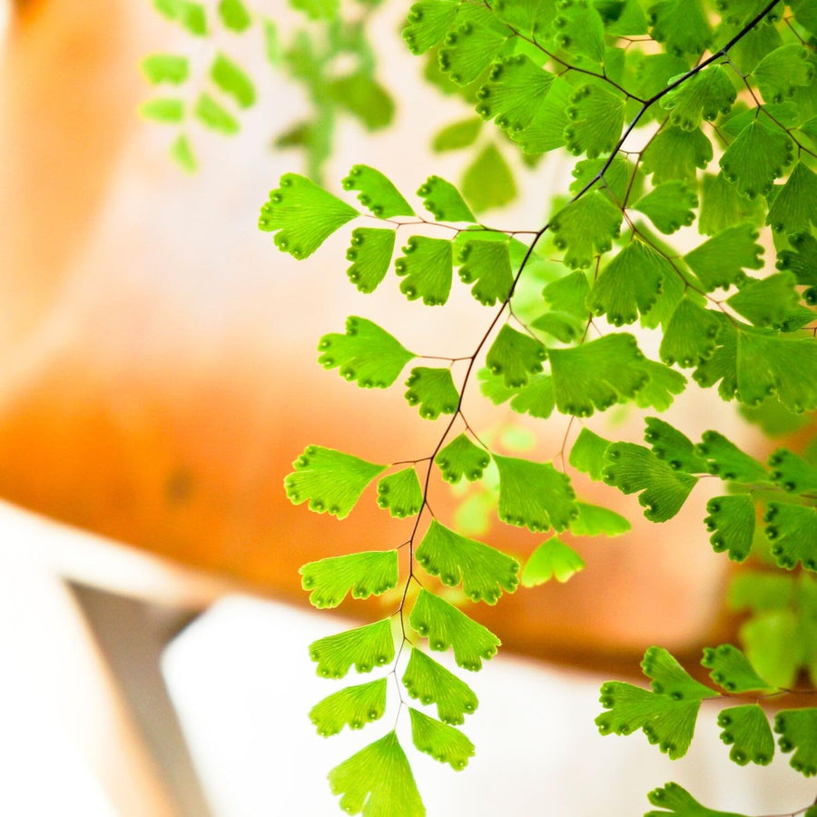 20 Roots of Maidenhair Fern, Fern Plants Live, Live Fern Plants, Fern Plant Seedlings, Fern Rhizomes for Planting, 20 Roots