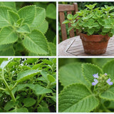 2 Cuban Oregano Live Plant, Oregano Plants Live, Mexican Mint Plant, Spanish Thyme Vegetable Plants Live Garden