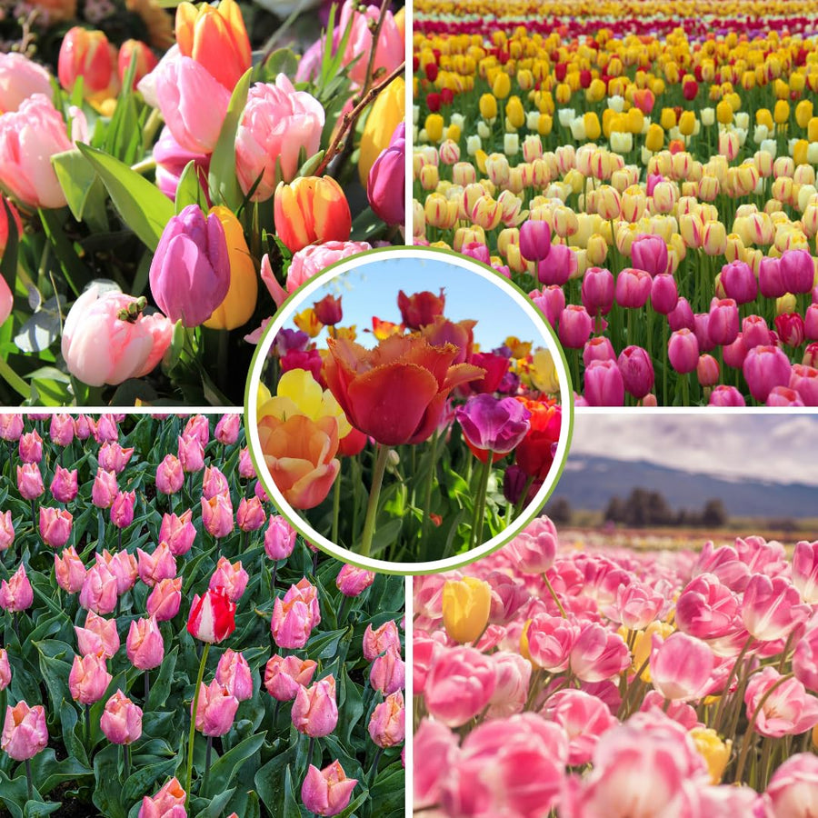 10 Random Tulip Bulbs for Spring Planting, Cold Hardy, Mixed Tulip Color for Gardens, Borders