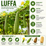 Luffa Plant Live, Luffa Gourd Vine, Loofah Vegetable Plant 4-8 Inches Tall, Well Rooted for Outdoor Gardening