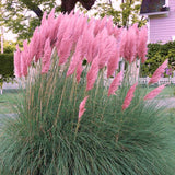 3 Pink Pampas Grass Plants Live, Hardy Ornamental Grass, Ready to Grow Pampas 4-8 Inches for Borders, Patios and Container Gardens