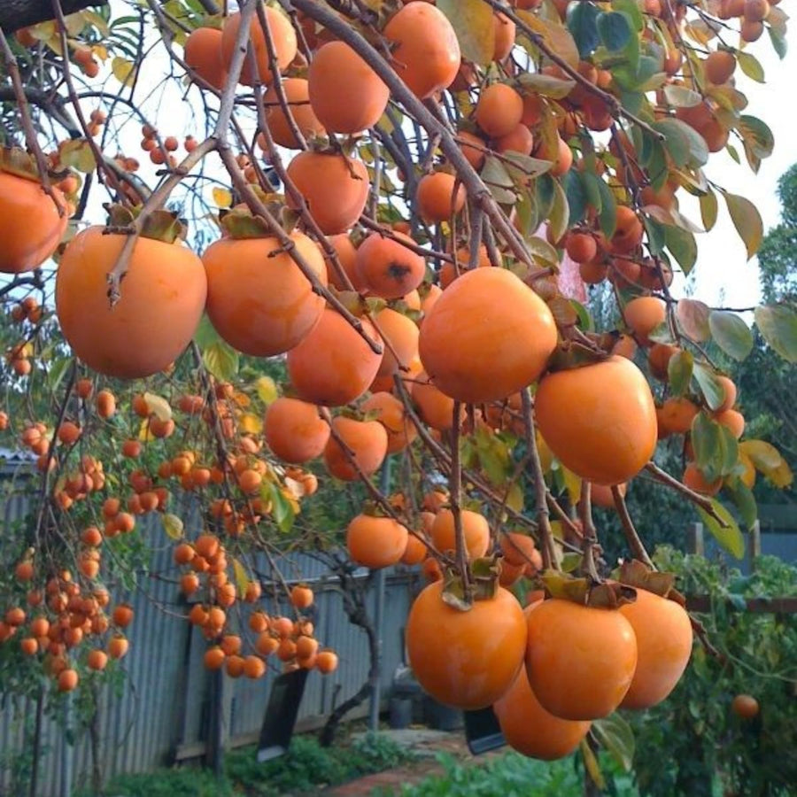 Persimmon Tree Live Plant in Quart Pot, 8-12 Inch Live Persimmon Plant, Cold Hardy Fruit Plants for Home Garden Planting