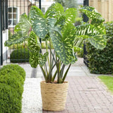 Elephant Ear Plants, Alocasia Colocasia Plant, Colocasia Alocasia Esculenta Taro for Indoor Outdoor Gardens, Dormant in Winter (Variegated Green Striking Foliage)