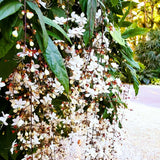 2 Clerodendrum Vine Plants Live Well Rooted, Chain of Glory Light Bulbs Ornamental Flowers, 5 to 9 Inch Tall (Clerodendrum Wallichii Smithianum)
