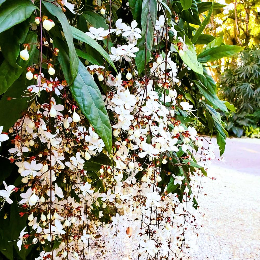2 Clerodendrum Vine Plants Live Well Rooted, Chain of Glory Light Bulbs Ornamental Flowers, 5 to 9 Inch Tall (Clerodendrum Wallichii Smithianum)