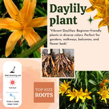 5 Golden Daylily Roots, Hardy Perennial Flower for Garden Beds and Borders Planting, Easy Care, Ready to Grow