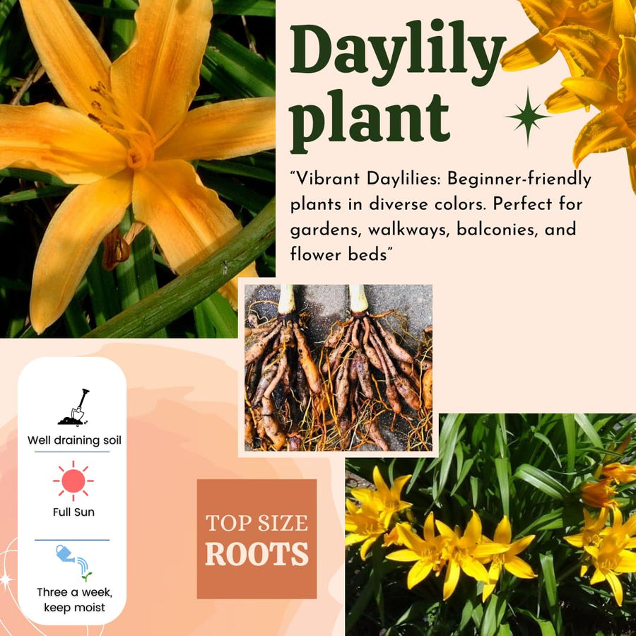 5 Golden Daylily Roots, Hardy Perennial Flower for Garden Beds and Borders Planting, Easy Care, Ready to Grow