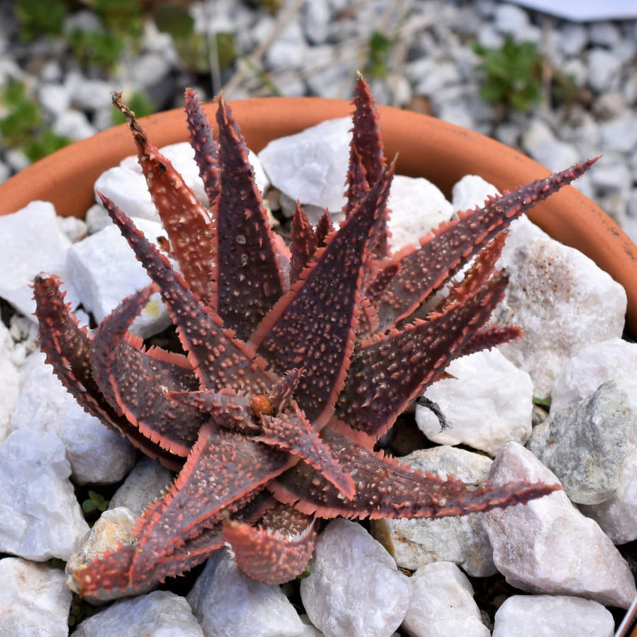 Aloe Purple Live, Aloe Purple Succulent Plant Live Indoor, 4 Inches Pot