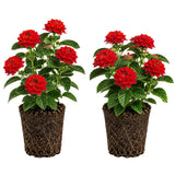 2 Lantana Plants Live, Perennial Live Flowering Lantana, Container Growing 4-9 Inch Tall - Red