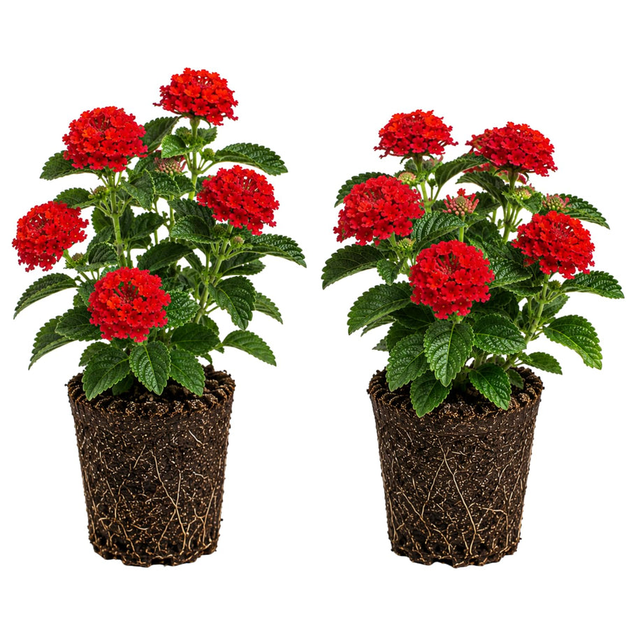 2 Lantana Plants Live, Perennial Live Flowering Lantana, Container Growing 4-9 Inch Tall - Red