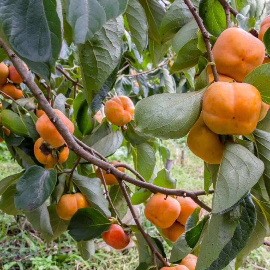 Set of 2 Live American Persimmon Plants, 6-10 Inch Tall, in Quart Pot, Sweet Persimmon Fruit Tree Bareroot for Garden, Backyard, and Outdoor Planting, Dormant in Winter