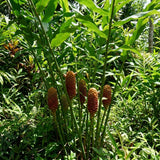 Shampoo Ginger Plant Live, Awapuhi Ginger Rhizome, 3-5 Inch Tall, Well Rooted Tropical Live Plant for Outdoor Garden, No Pot