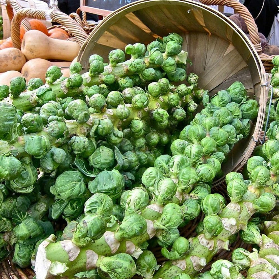 250+ Brussels Sprouts Seeds, Garden Seeds for Backyard Planting, Suitable for Outdoor Growing Conditions