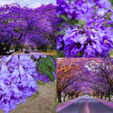Large Jacaranda Tree Plant Live, 3-6 Inc Tall, Jacaranda Bonsai Tree, Live Jacaranda Plant for Landscaping, Vibrant Purple Blooms, 1 Year Old
