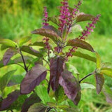 Basil Herb Plant Live, Krishna Basil Plant Live Pot, 4 Inc Potted, Ready for Planting