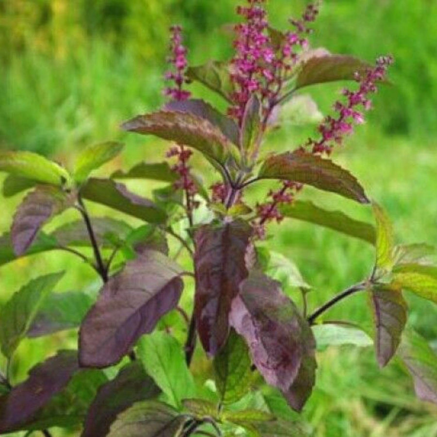 Basil Herb Plant Live, Krishna Basil Plant Live Pot, 4 Inc Potted, Ready for Planting