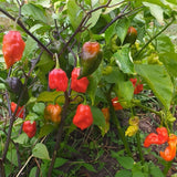 Red Carolina Reaper Chili Pepper Plant 3-6 Inch, Hot Pepper Plants for Garden Planting, Indoor or Outdoor Growing, 4 Inch Pot Plant